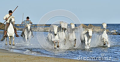 Herd of White Horses Running and splashing through water Editorial Stock Photo