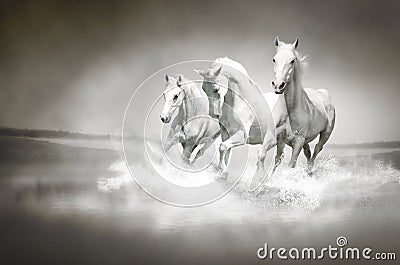 Herd of white horses running through water Stock Photo