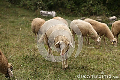 A herd of white sheep grazes on a fenced pasture Stock Photo