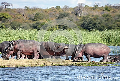 Herd of wild African hippos is resting on river island Stock Photo