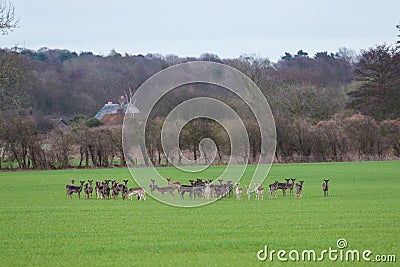 A herd of wild British roe deer Stock Photo