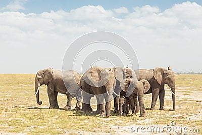 Herd of wild elephants in Amboseli National Park, Kemya. Stock Photo