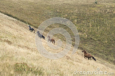 Herd of Wild Galloping Horses Running Stock Photo