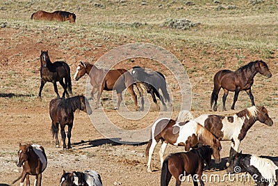 Herd of Wild Horsed Hanging Around a Water Hole Stock Photo
