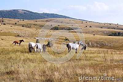 Herd of wild horses grazed on a field in the mountains of Crimea Stock Photo