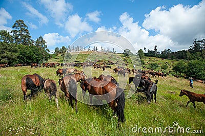 Herd of wild horses grazing on the pasture in Galicia, Spain Editorial Stock Photo