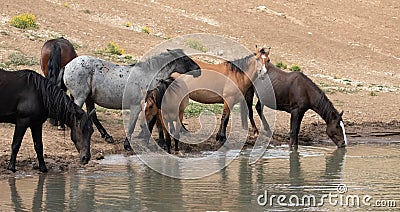 Herd of wild horses jostling at the waterhole in the Pryor Mountains wild horse range in Montana United States Stock Photo