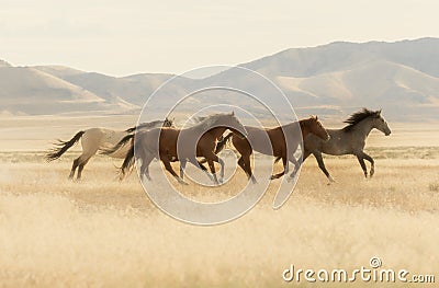 Wild Horses Running Stock Photo