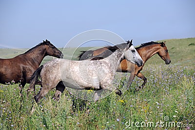 Herd of wild horses running on the field Stock Photo