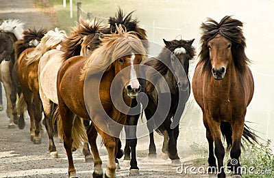A herd of wild icelandic horses are galopping directly in the direction of the camera Stock Photo