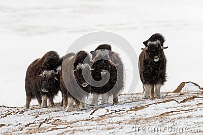 Herd of wild muskox Stock Photo