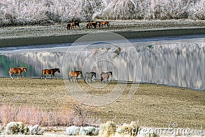 Wild Mustang Horses waling along Little Washoe Lake in Northern Nevada near Reno. Stock Photo