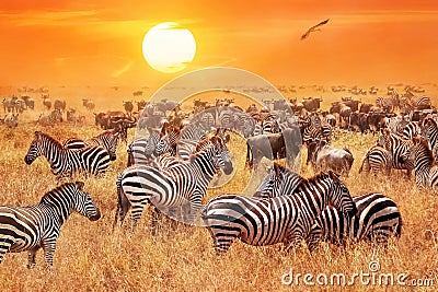 Herd of wild zebras and wildebeest in the African savanna against a beautiful orange sunset. The wild nature of Tanzania. Stock Photo