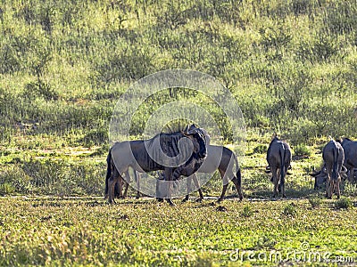 Herd Wildebeest, Connochaetes t.taurinus,, Kalahari South Africa Stock Photo