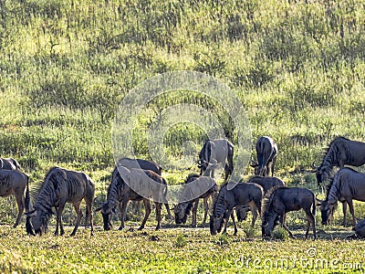 Herd Wildebeest, Connochaetes t.taurinus,, Kalahari South Africa Stock Photo