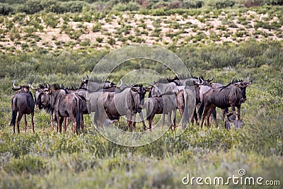 Herd Wildebeest, Connochaetes t.taurinus,, Kalahari South Africa Stock Photo