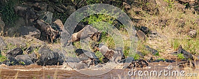 Herd of wildebeest in a line to cross the Nile River Stock Photo