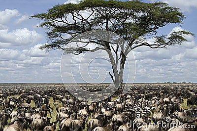 Herd of wildebeest migrating in Serengeti Stock Photo