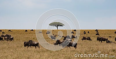 Herd of wildebeest, in a yellow grassy savannah, with a tree in the middle,a and clear blue sky Stock Photo