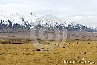 A herd of yaks in front of snowy mountains in clouds in Tibet Stock Photo