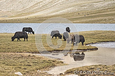 A herd of yaks graze in Upper Shimshal rivers at 4800m altitude mountain Stock Photo