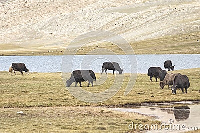 A herd of yaks graze in Upper Shimshal rivers at 4800m altitude mountain Stock Photo