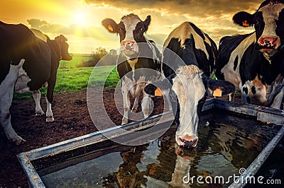 Herd of young calves drinking water Stock Photo