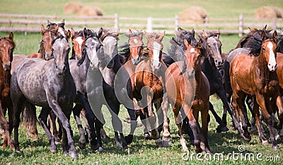 A herd of young horses Stock Photo