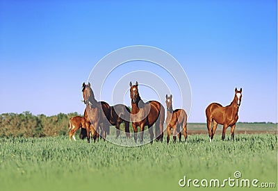 Horses grazing on a neutral background scenery Stock Photo