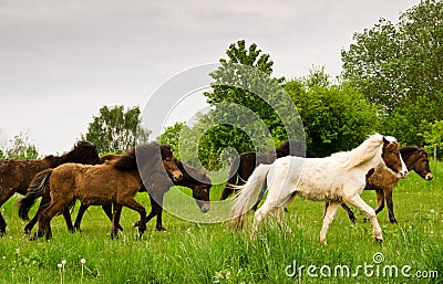 A herd of young icelandic horses in many different colours are running high spirited in a meadow Stock Photo