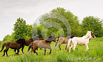 A herd of young icelandic horses in many different colours are running high spirited in a meadow Stock Photo