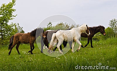 A herd of young icelandic horses in many different colours are running high spirited in a meadow Stock Photo