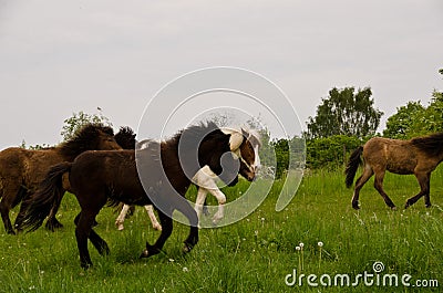 A herd of young icelandic horses in many different colours are running high spirited in a meadow Stock Photo