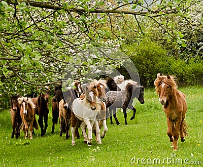A herd of young icelandic horses in many different colours are running high spirited in a meadow under a white blooming tree Stock Photo