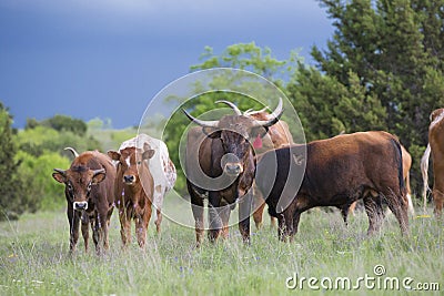 Herd of young longhorns Stock Photo