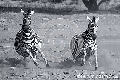 Herd of zebra fleeing from danger at dusty waterhole artistic co Stock Photo