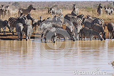Herd of zebra by river Stock Photo