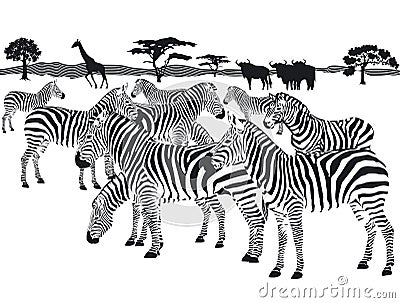 Herd of Zebras Vector Illustration