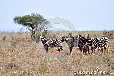 Herd of Zebras in Africa Stock Photo