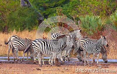 Herd of zebras (African Equids) Stock Photo