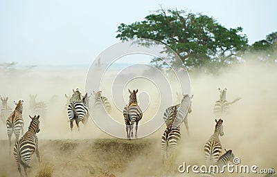 Herd of zebras (African Equids) Stock Photo