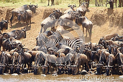 Herd of zebras (African Equids) Stock Photo