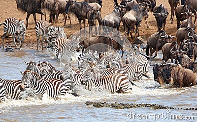 Herd of zebras (African Equids) Stock Photo