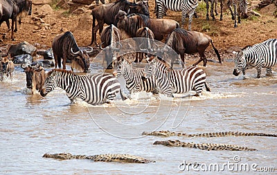 Herd of zebras (African Equids) Stock Photo