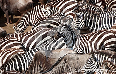 Herd of zebras (African Equids) Stock Photo