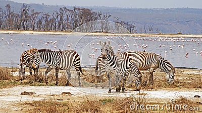 A herd of zebras against the backdrop of Lake Nakuru in Kenya. Stock Photo