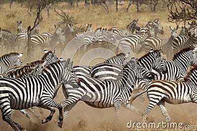 Herd of zebras gallopping Stock Photo