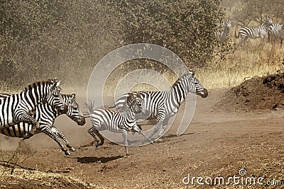 Herd of zebras gallopping Stock Photo