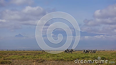 A herd of zebras grazes on the green grass of the endless African savannah. Stock Photo