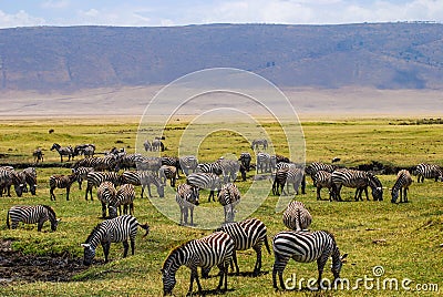Herd of Zebras Grazing in the beautiful green plains of the Ngorongoro National Park. Safari in Tanzania Stock Photo